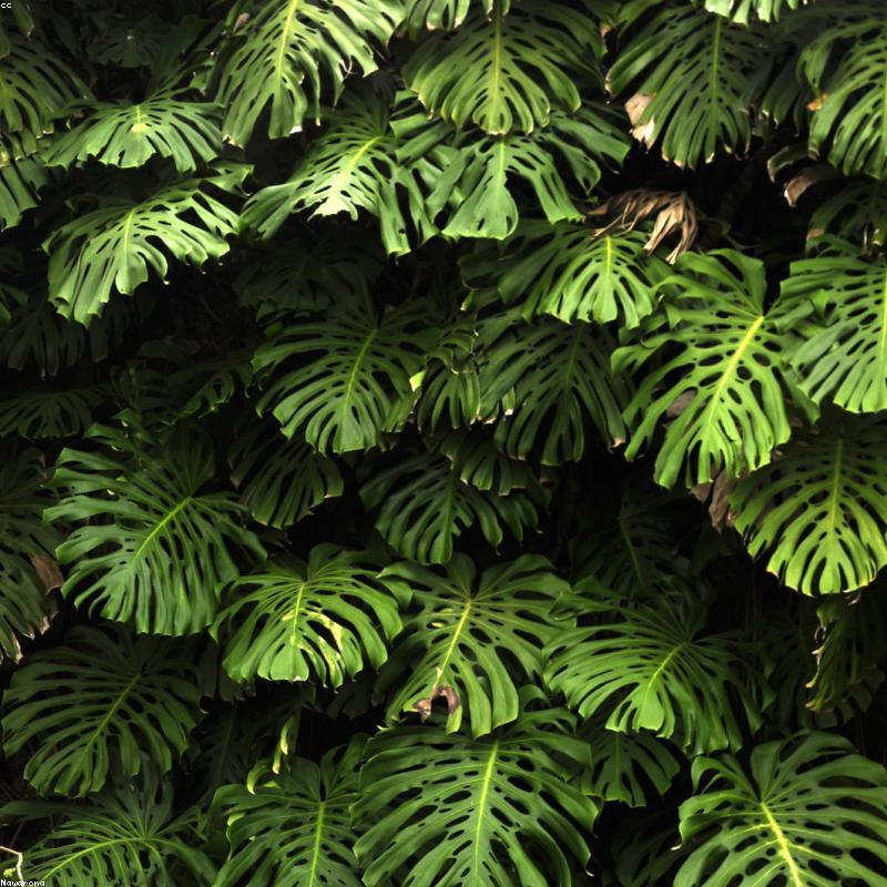 Monstera Deliciosa — 60 cm