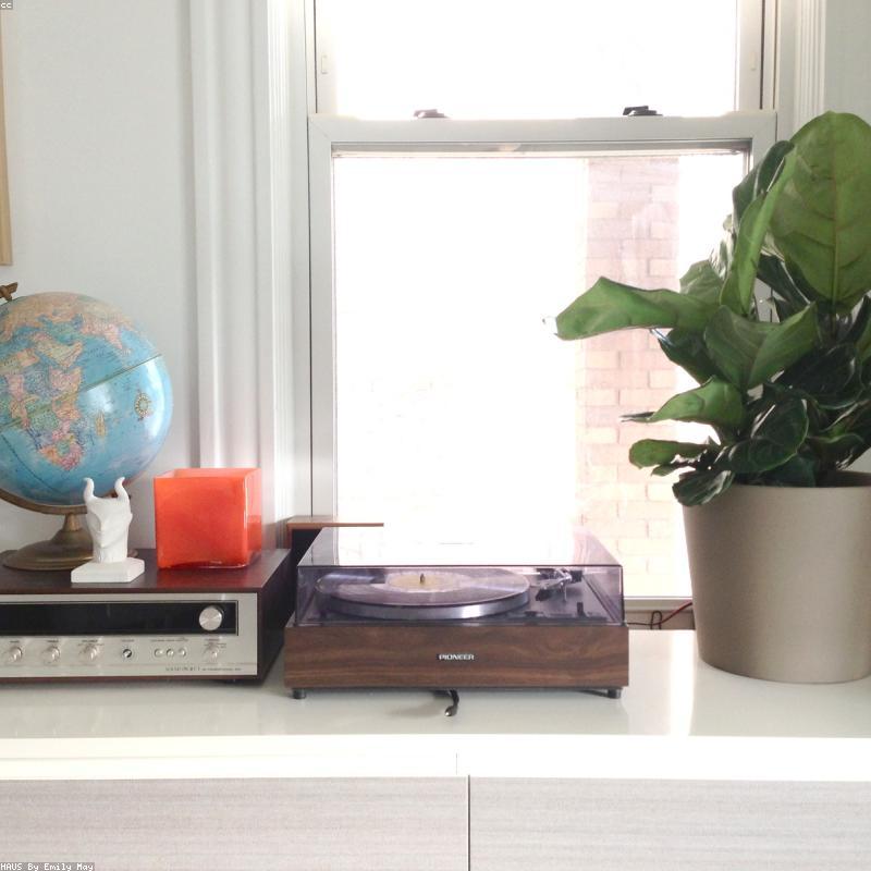 Fiddle Leaf Fig — 80 cm