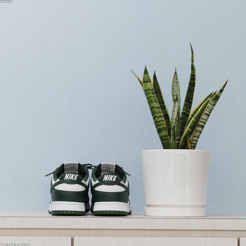 Snake Plant — 40 cm