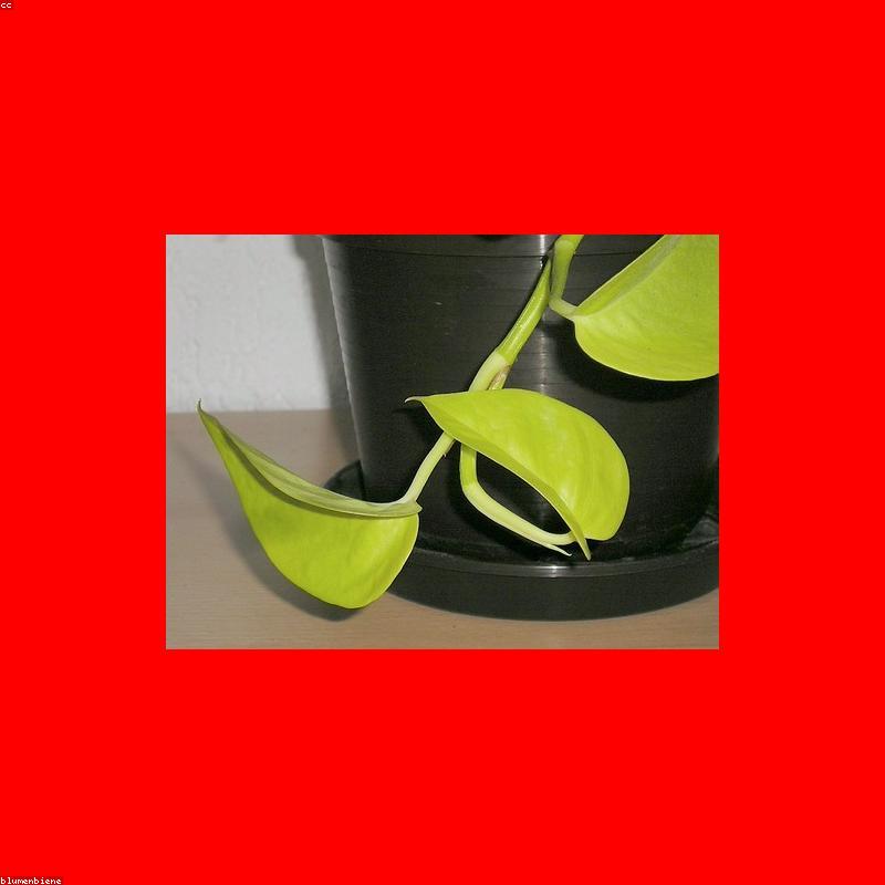 Pothos trailing — 30 cm
